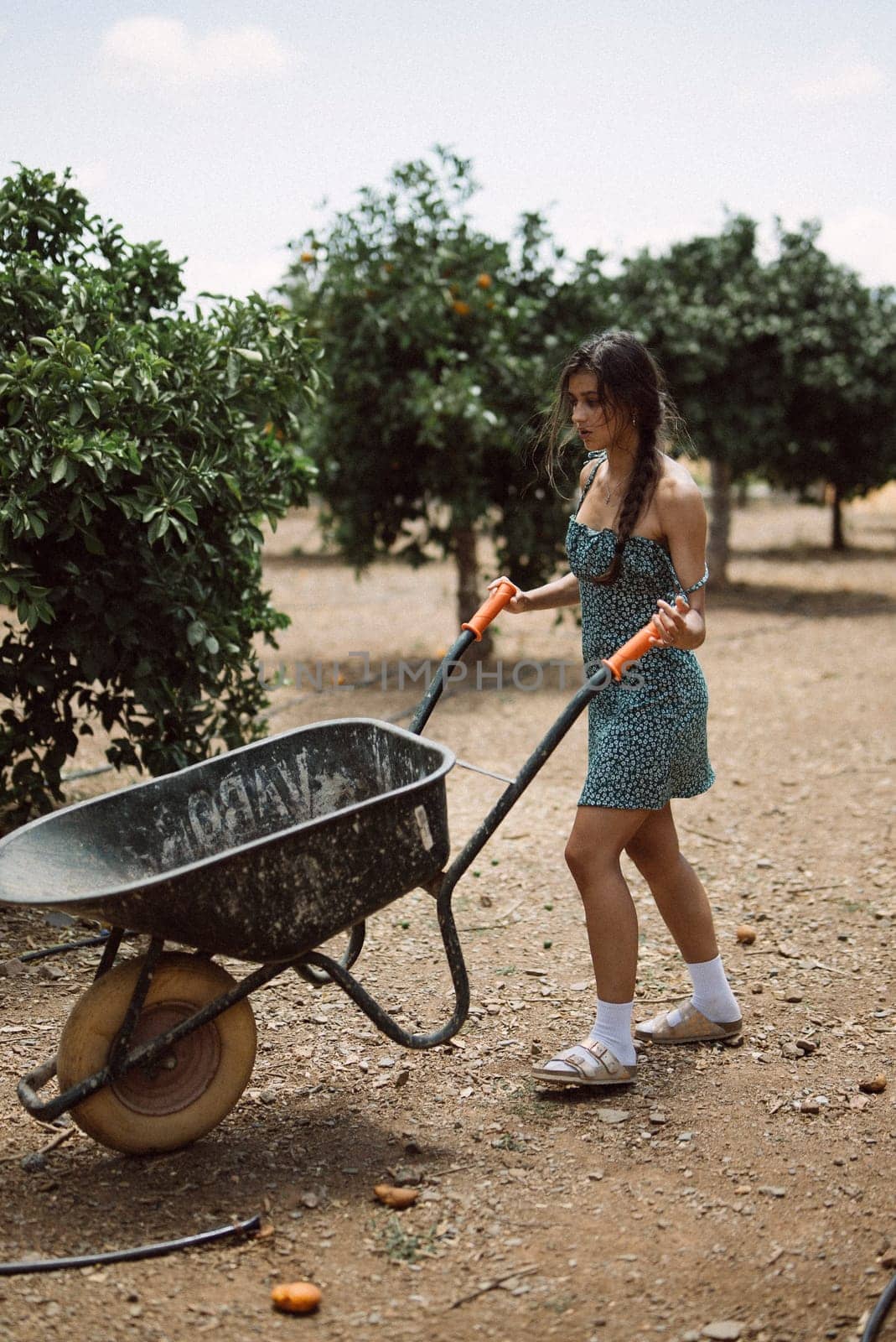 A young woman in a dress is using a wheelbarrow in an orchard, illustrating the concepts of agriculture and gardening