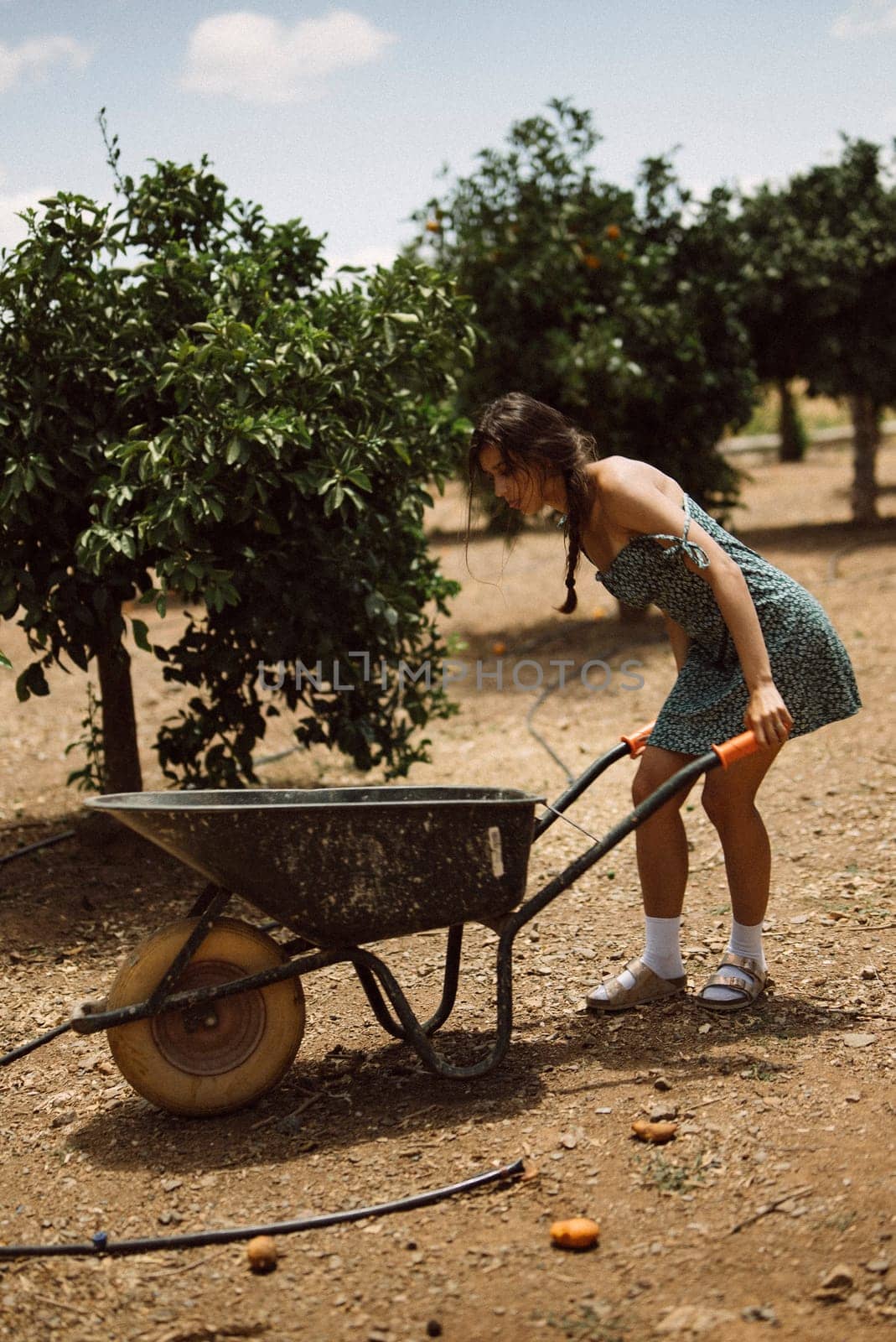 A young woman with a braid is working in an orchard, pushing a wheelbarrow among fruit trees on a sunny day