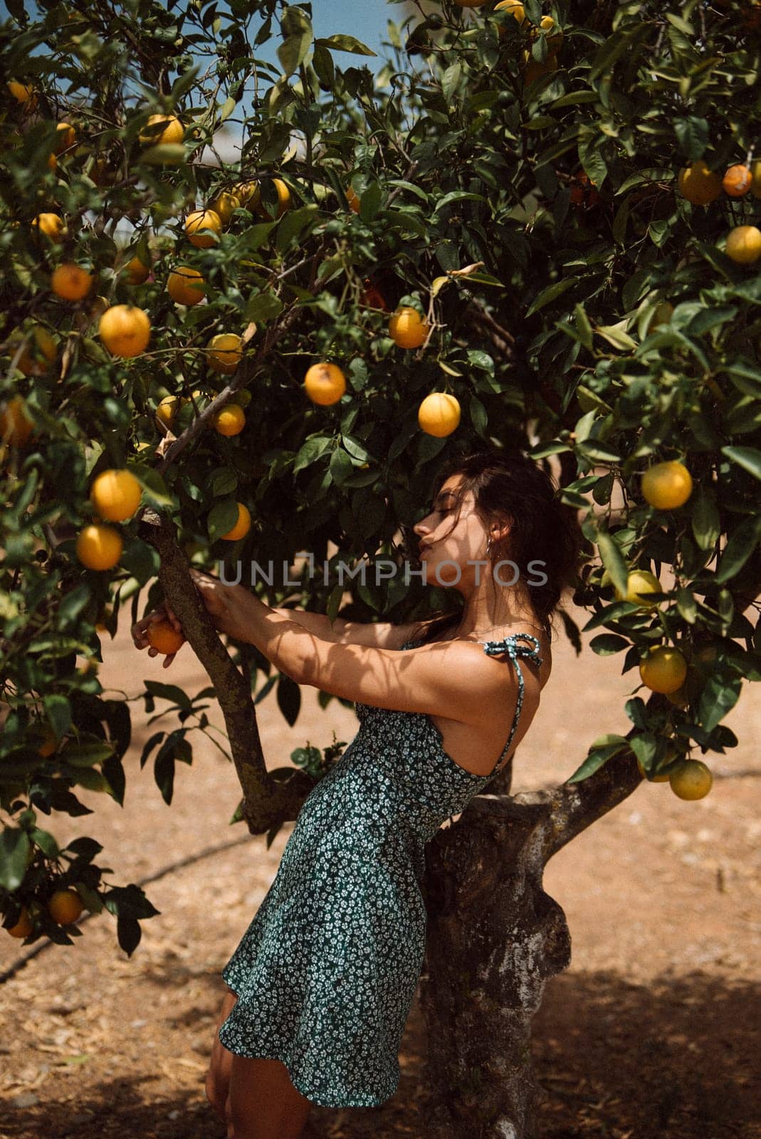A woman in a floral dress picks oranges in a green orchard on a sunny day, surrounded by vibrant trees and foliage