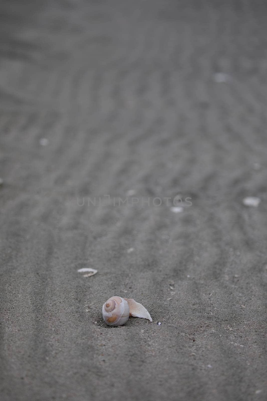 Broken isolated sea shell washed ashore on a sandy beach in McMicking Island by Granchinho