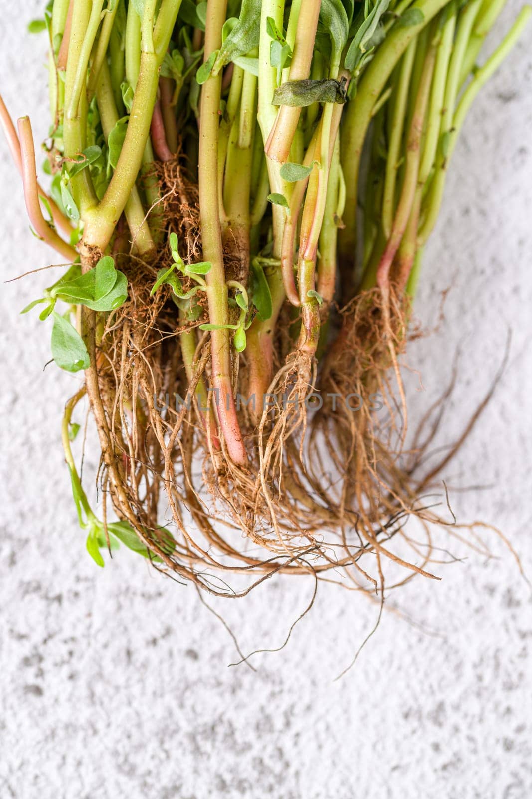 Natural purslane stems and grounded roots on white stone table by Sonat