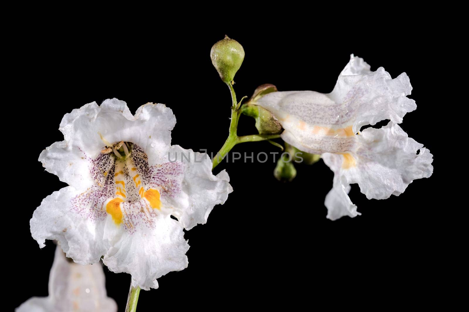 Beautiful Blooming white Northern Catalpa flower on a black background. Flower head close-up.