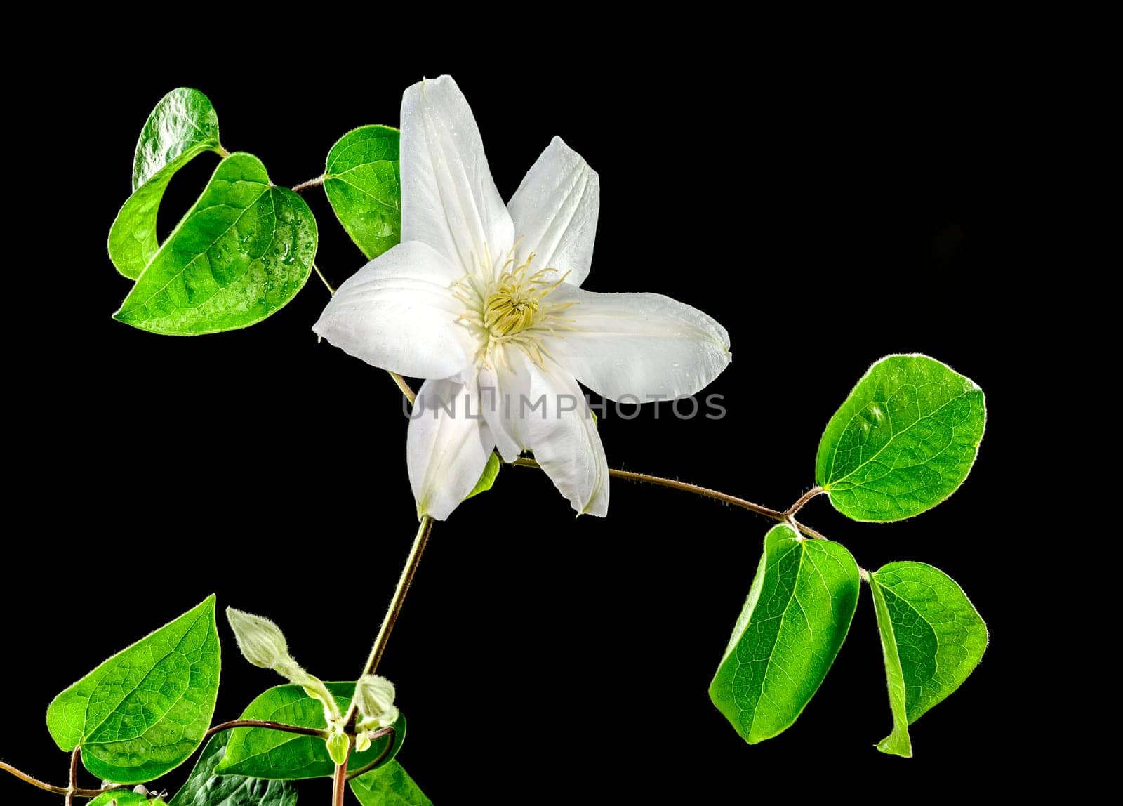 Beautiful Blooming white clemantis Arabella flower on a black background. Flower head close-up.