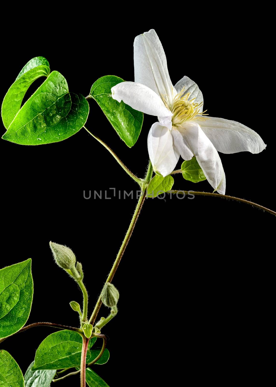 Beautiful Blooming white clemantis Arabella flower on a black background. Flower head close-up.