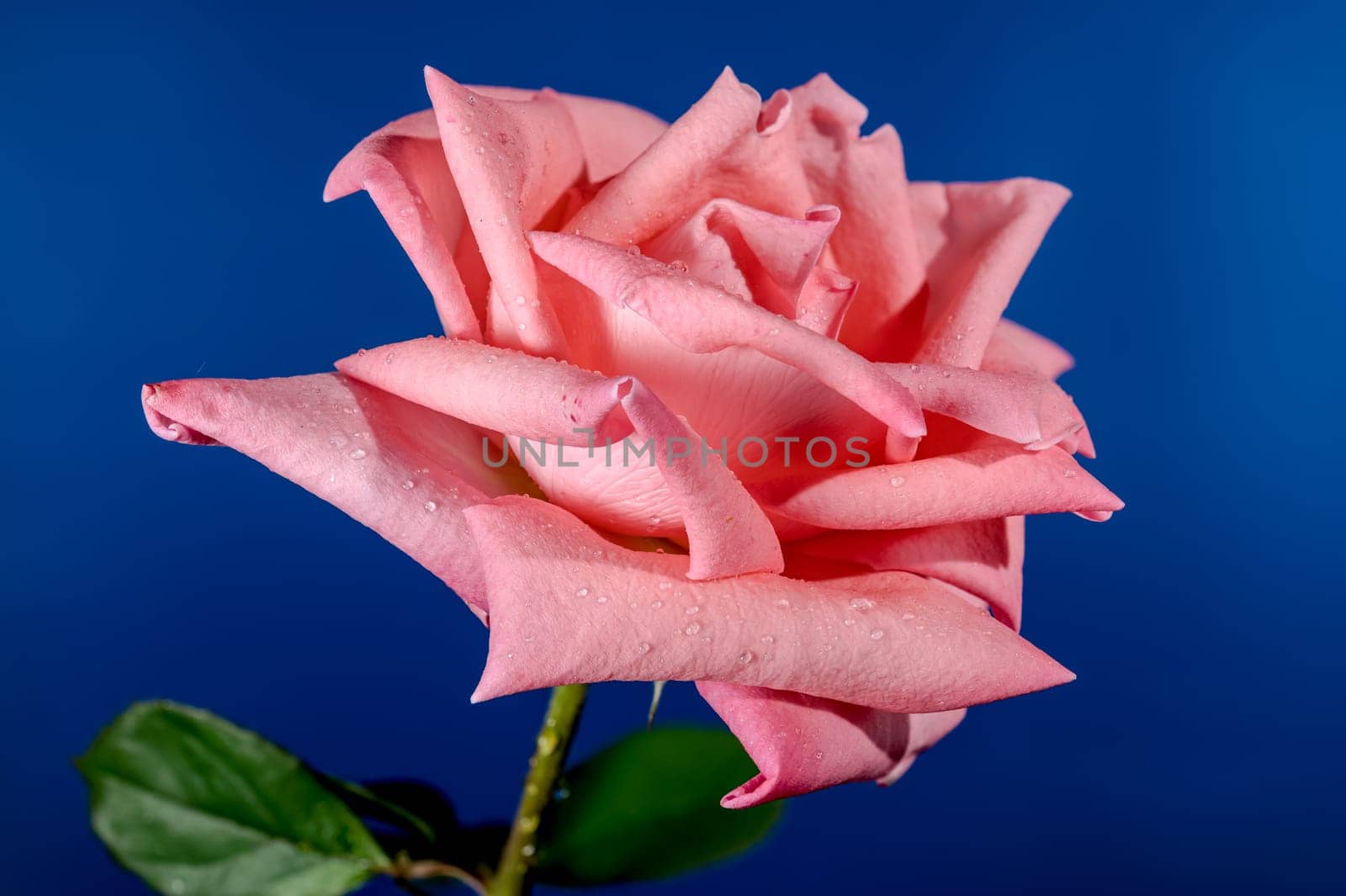 Coral pink French rose on a blue background. Flower head close-up.