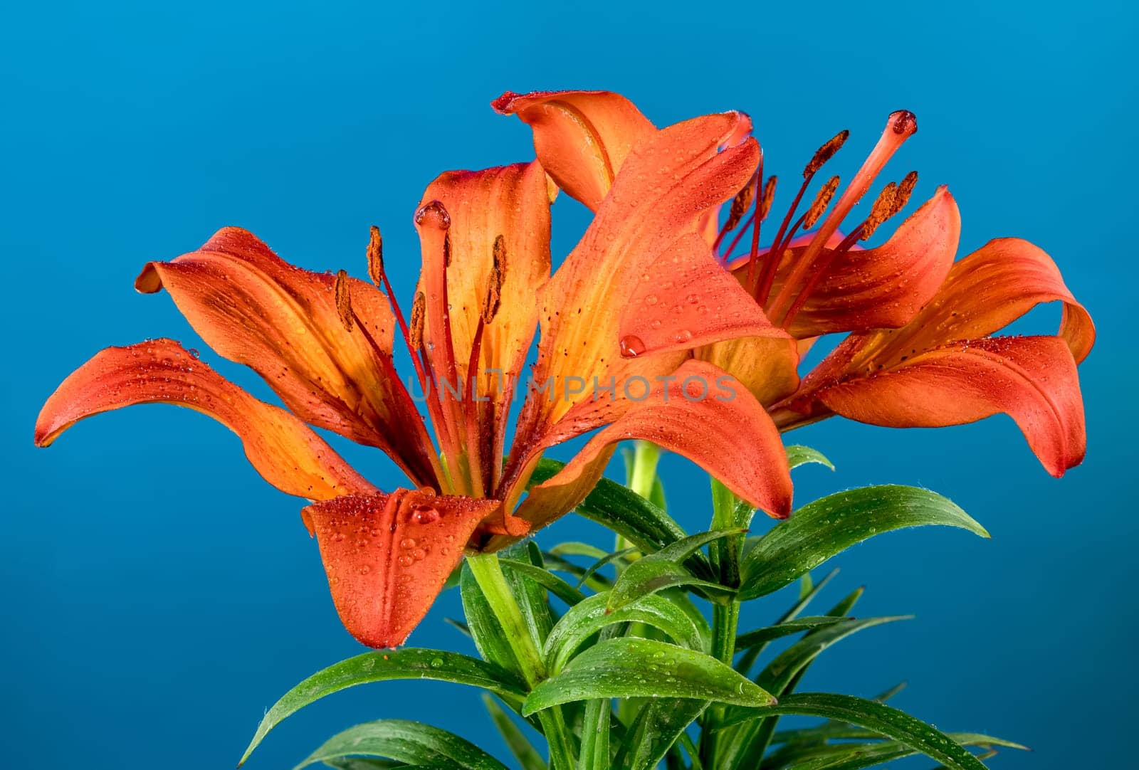 Blooming Orange lily flower on a blue background. Flower head close-up.