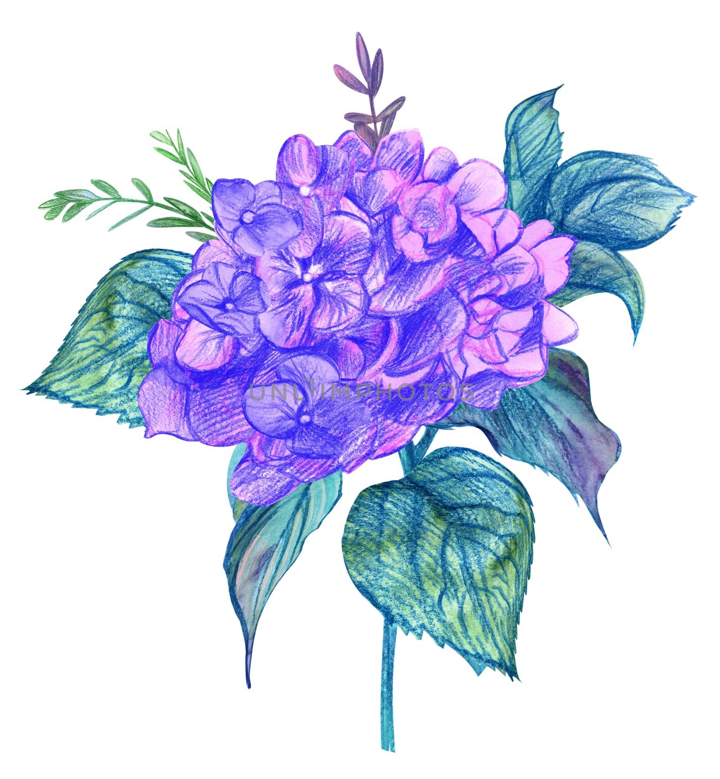 Hydrangea flower in purple hues painted in watercolor for postcards and print design isolated on white background