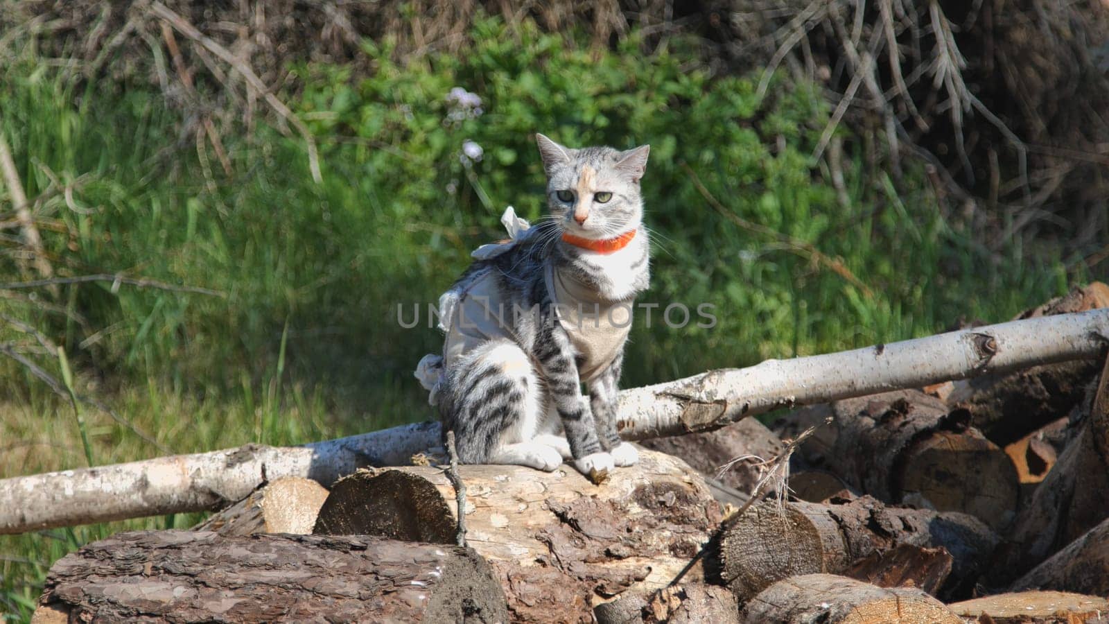 A cat after spaying in an apron on the grass