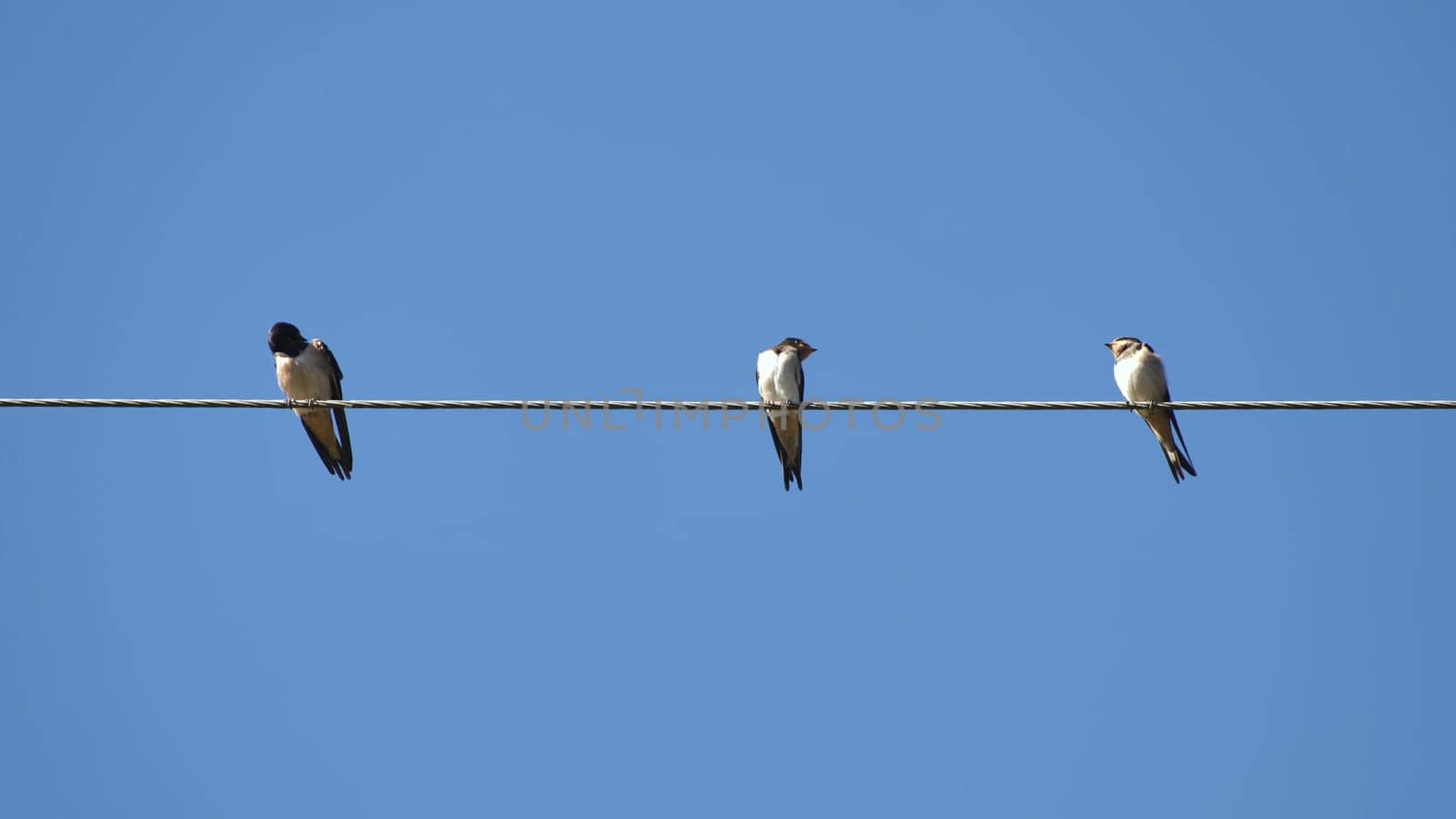Village swallows sit on power lines in the summer. by DovidPro