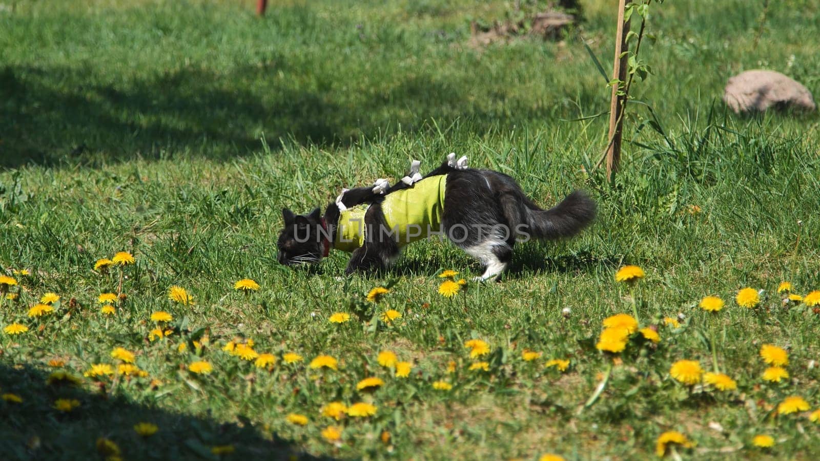 A cat after spaying in an apron on the grass