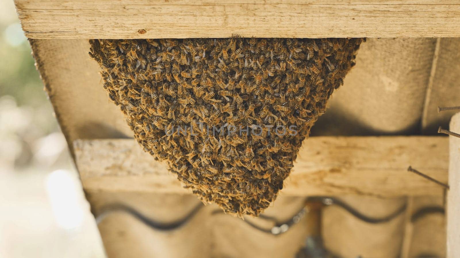 A hive of wild bees have attached themselves to the barn. by DovidPro