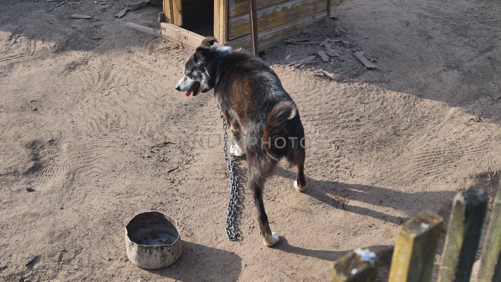 A country dog on a chain. by DovidPro