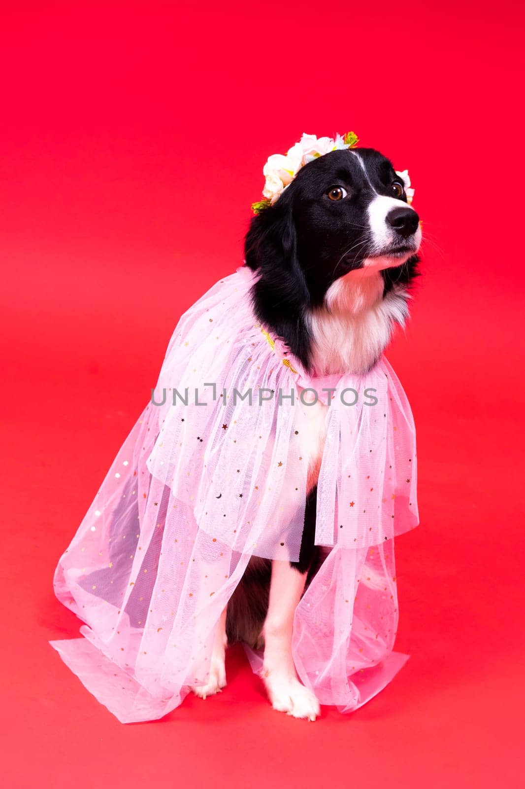 Happy black dog border collie portrait on a yellow and red background