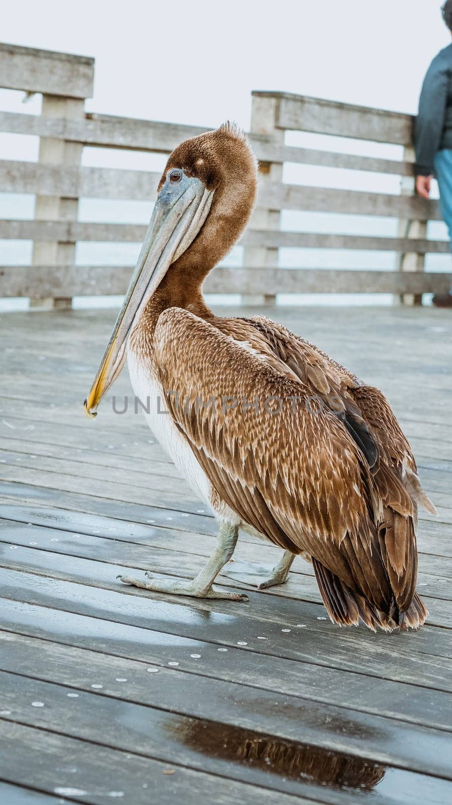 Close-up shot of a brown pelican standing on a weathered wooden dock by JuliaDorian