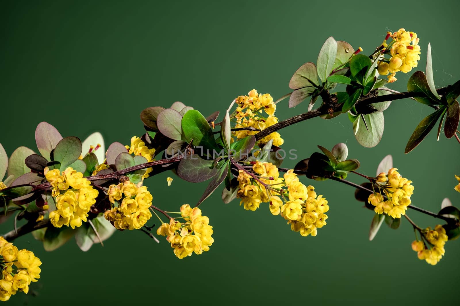 Beautiful Blooming yellow barberry on a green background. Flower head close-up.