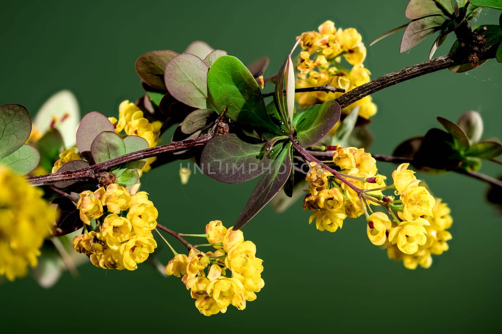 Blooming yellow barberry on a green background by Multipedia
