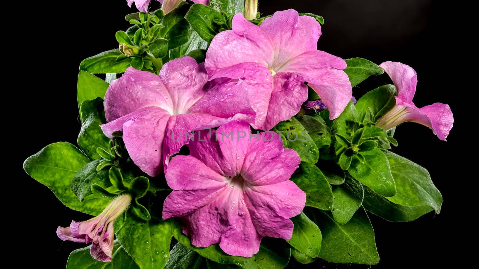 Blooming violet Petunia flowers on a black background by Multipedia
