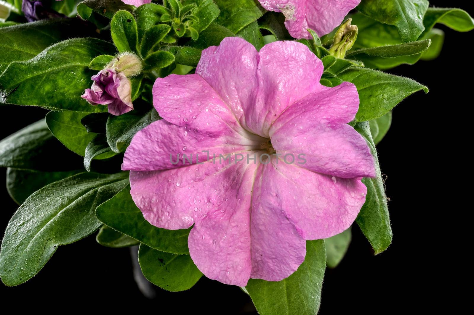 Beautiful Blooming violet Petunia Prism Lavender flowers on a black background. Flower head close-up.