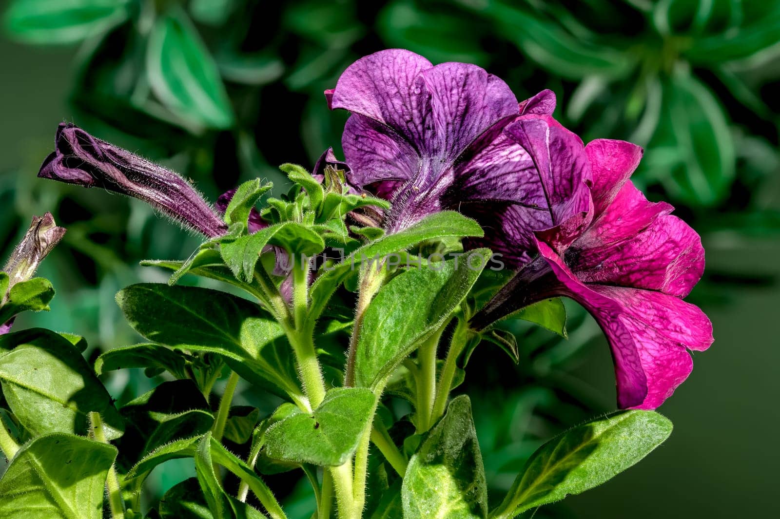 Blooming pink Petunia flowers on a green background by Multipedia