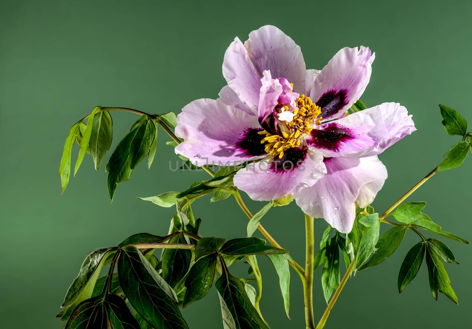 Beautiful Blooming white and pink Rock’s peony on a green k background. Flower head close-up.