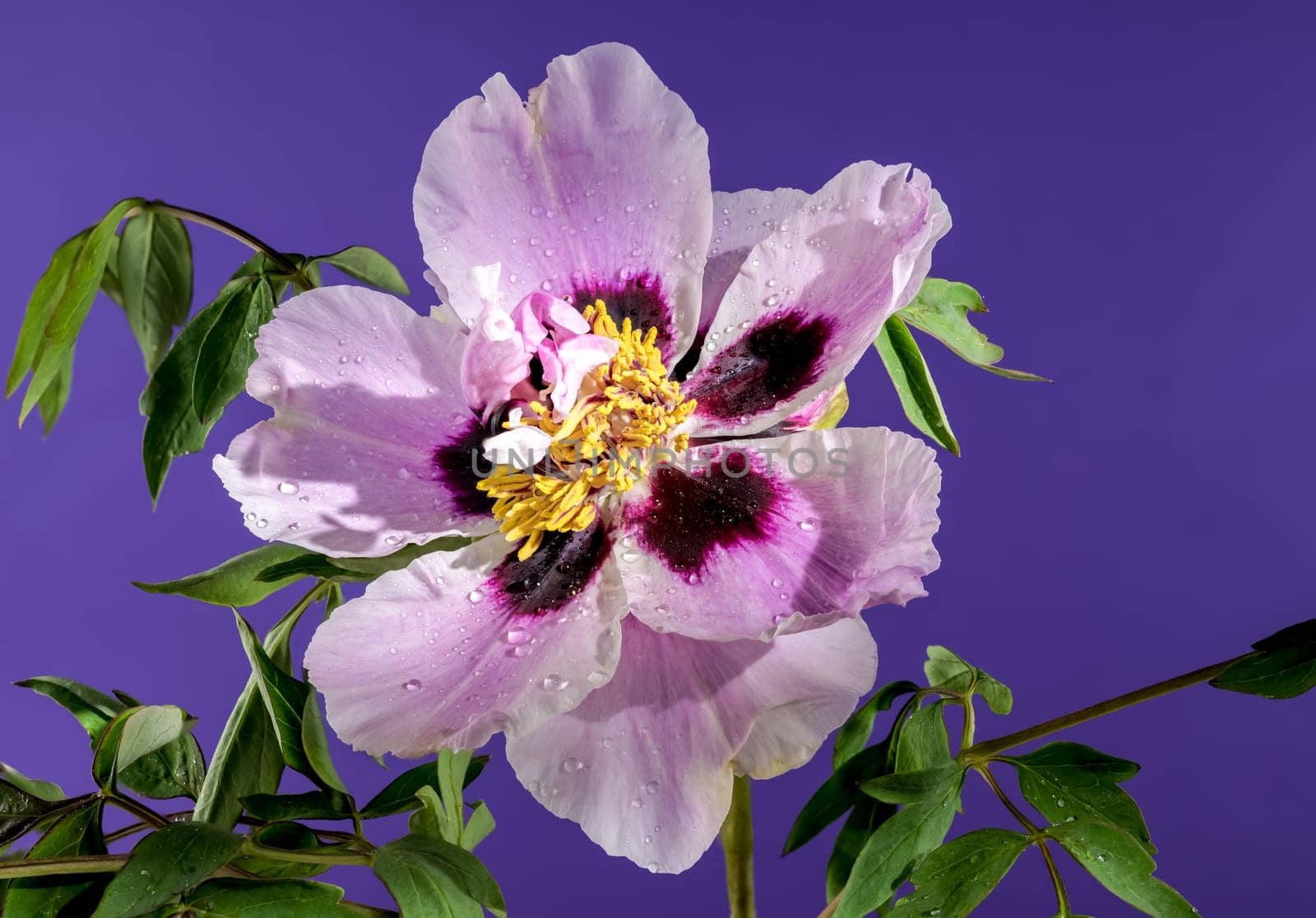 Beautiful Blooming white and pink Rock’s peony on a purple k background. Flower head close-up.