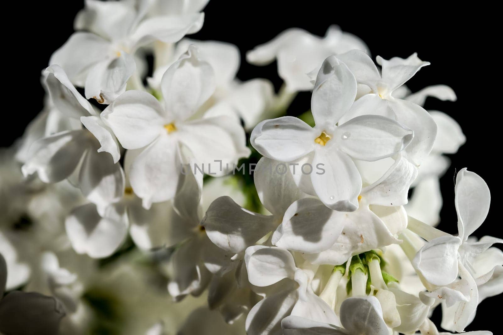 Beautiful blooming white lilac Angel White isolated on a black background. Flower head close-up.