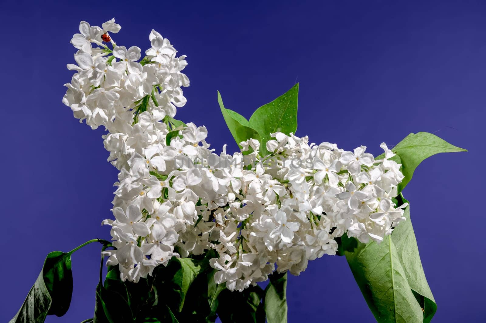 Beautiful blooming white lilac Angel White on a blue background. Flower head close-up.