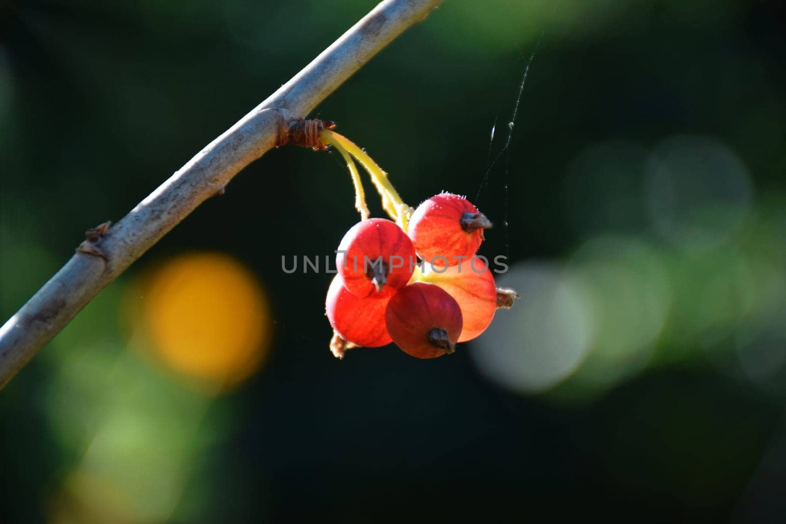 red currant blossom, close-up detail of a small yellow flower and young leaves on a branch of a red currant bush growing in the garden on green background. farming and growing organic products.