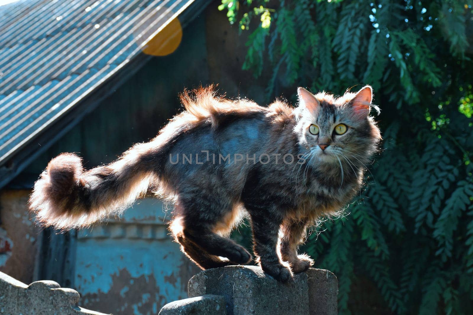 beautiful cute cat taking sun bath at street by IaroslavBrylov