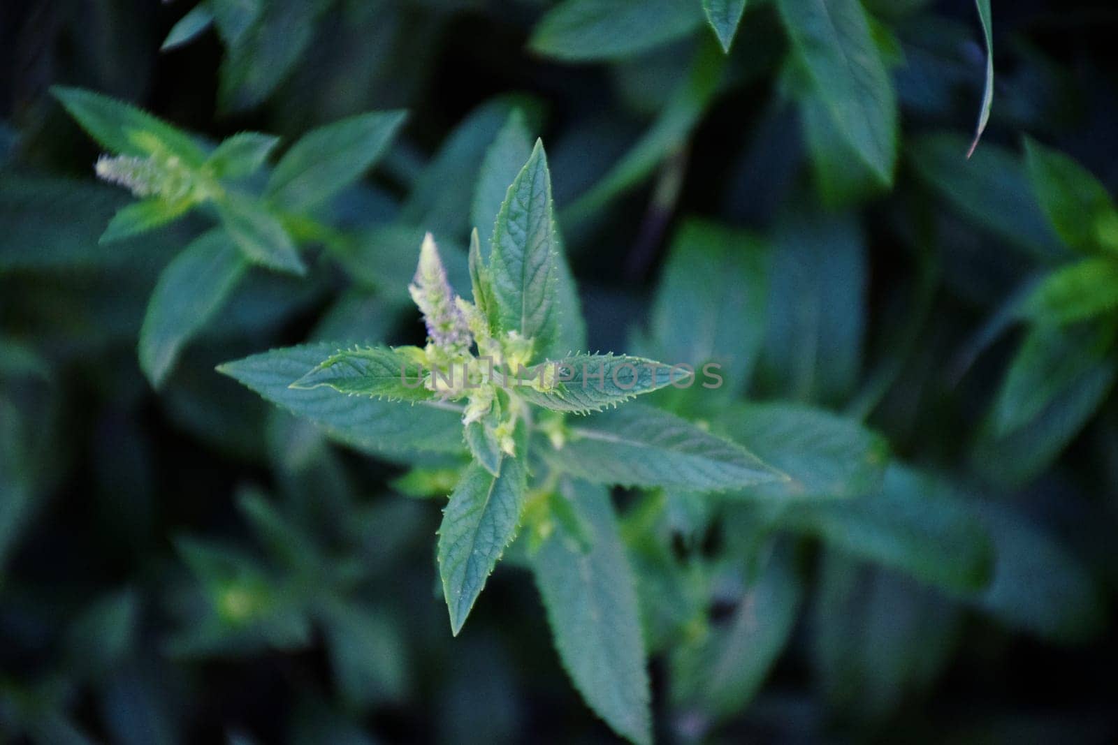 Mint leaves background. Green Peppermint leaves Pattern layout design Top view. Spermint plant growing