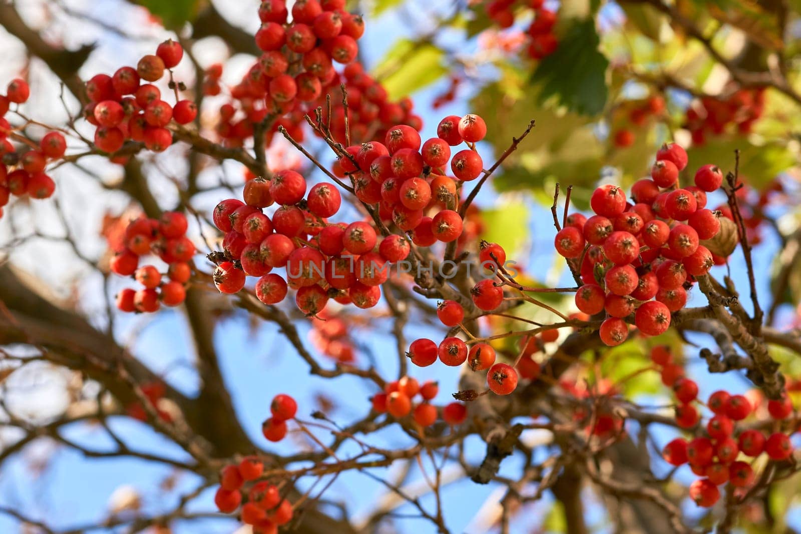 a mountain ash, in particular the European Sorbus aucuparia