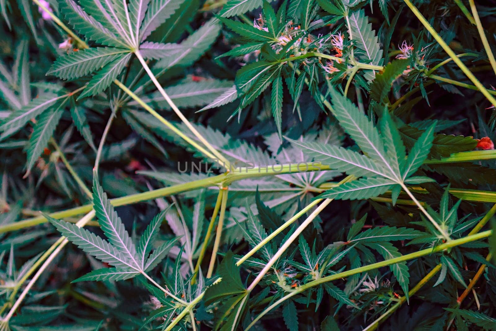 A close-up view of vibrant green cannabis leaves, showing intricate detail and the natural beauty of this popular plant. The sunlight filtering through the foliage casts a warm glow, highlighting the texture and shape of each leaf.