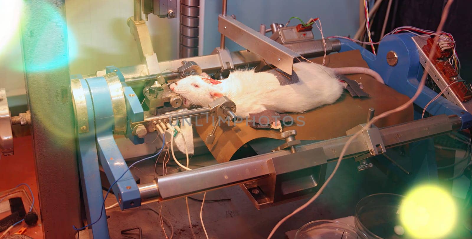 A white rat is restrained on a table, connected to wires and equipment, in a laboratory setting. The image appears to depict an animal experiment.
