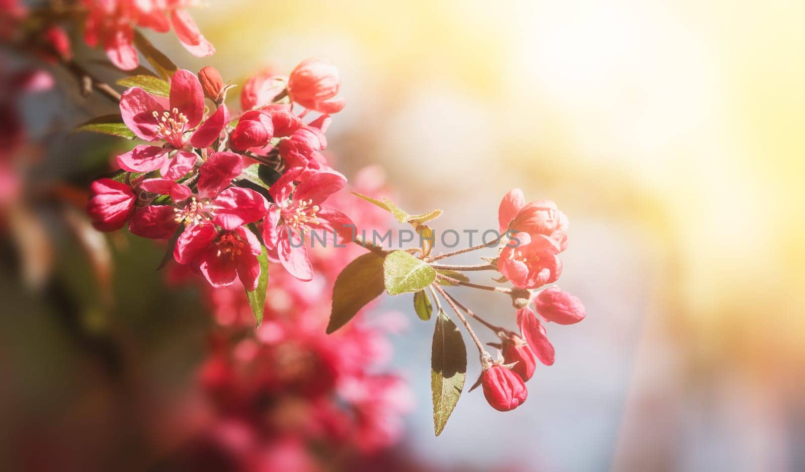 Soft focus image of pink apple flowers in sun light. Decorative wild apple tree blooming