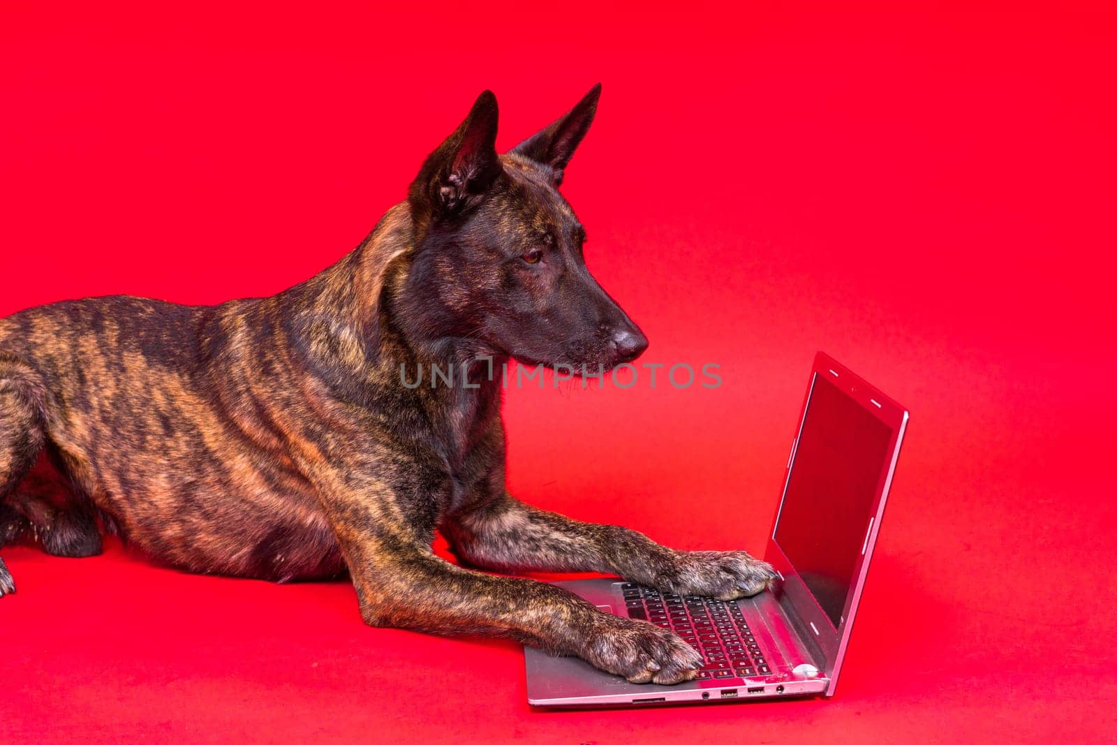 A dog looking at the laptop on red yellow background. Pet health concept.