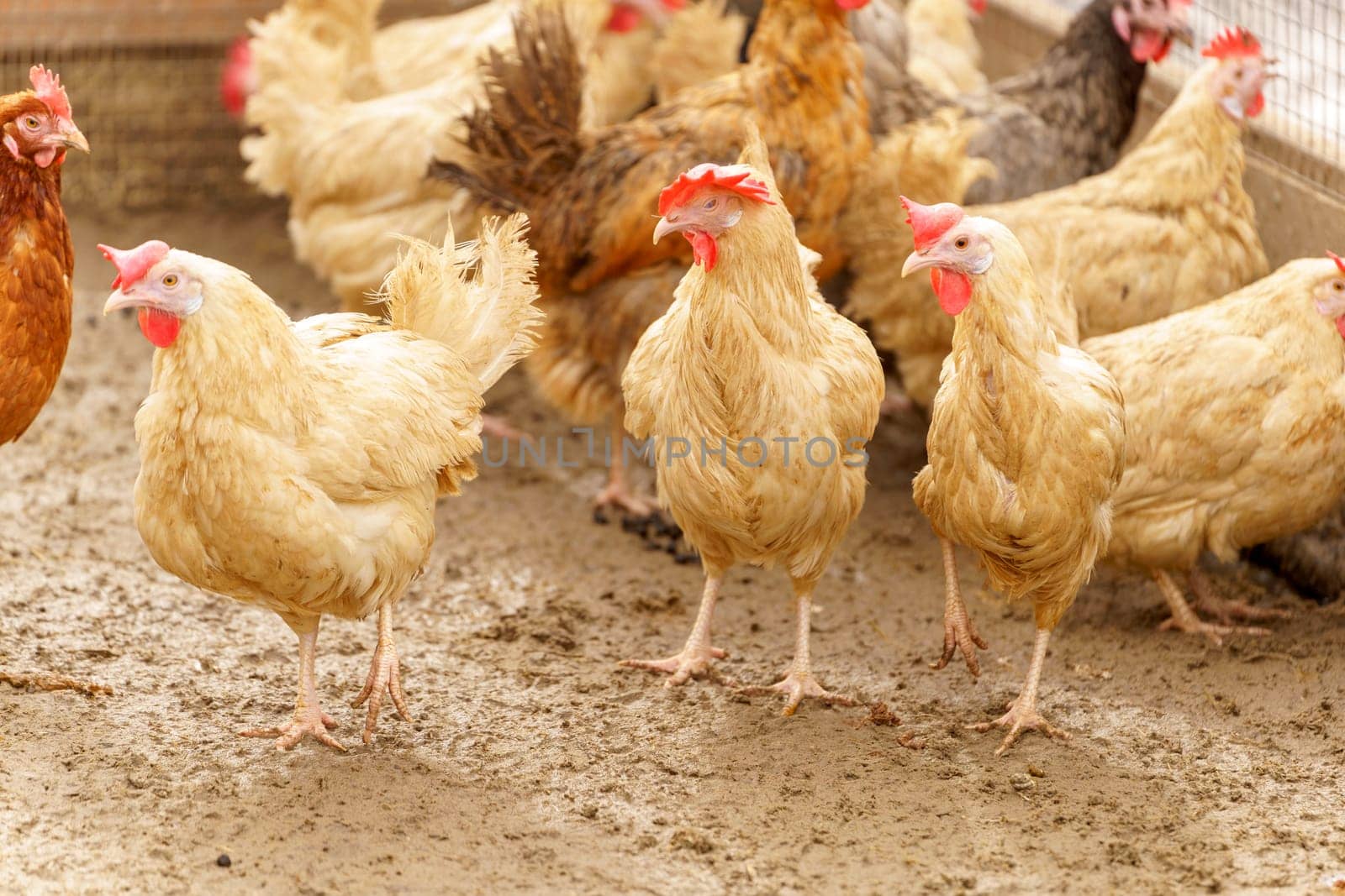 Chickens, their feathers ruffling in the wind as they survey their surroundings and peck at the ground.