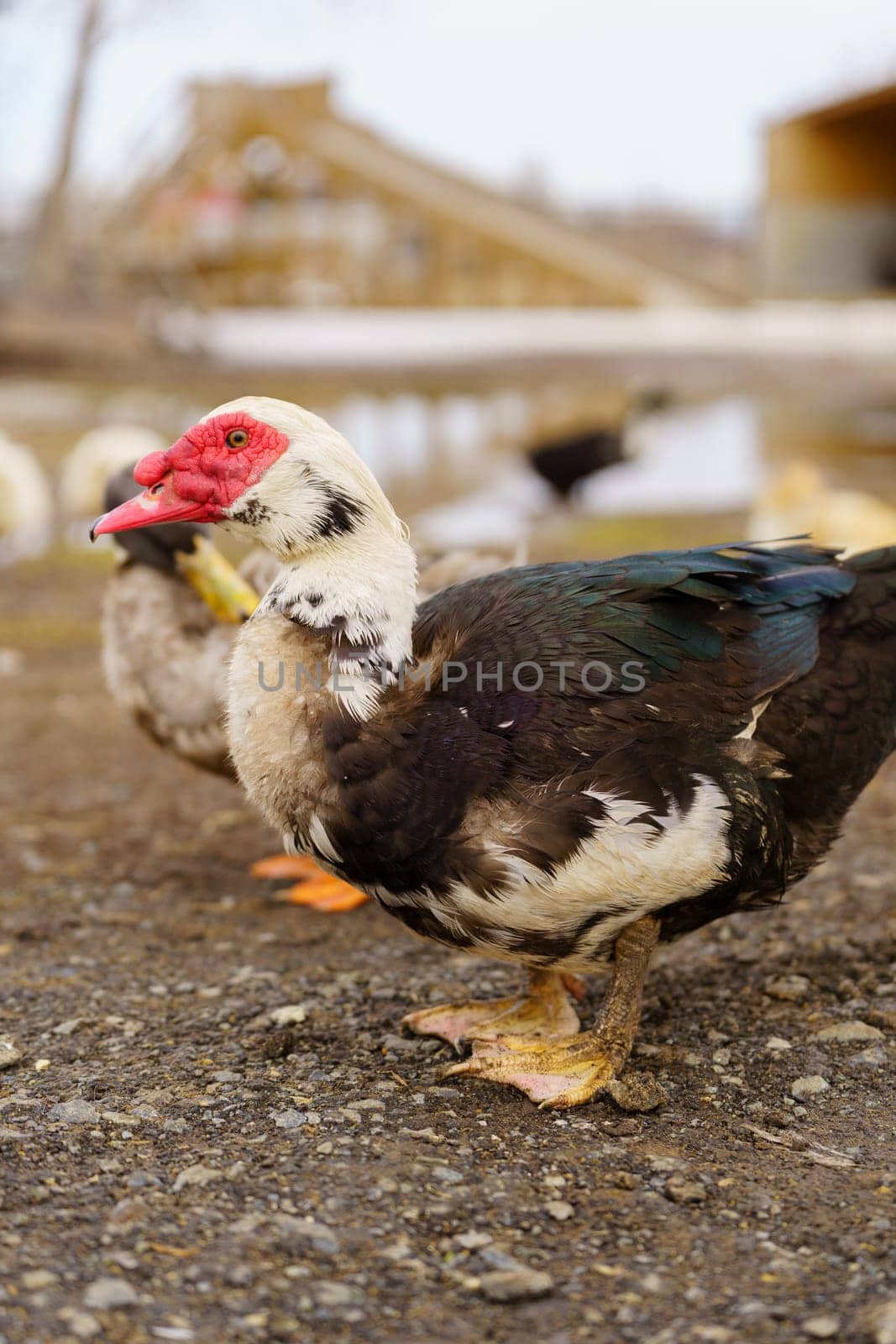 Muscovy duck with a striking red beak, showcasing its unique and vibrant feature in a farm setting. Vertical photo