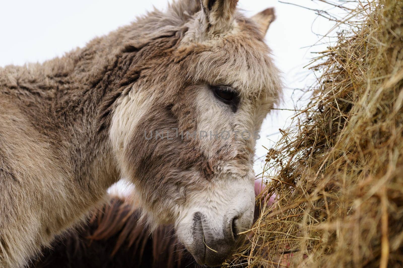 Close-up donkey gazing directly at the camera with an expression of curiosity and attentiveness.