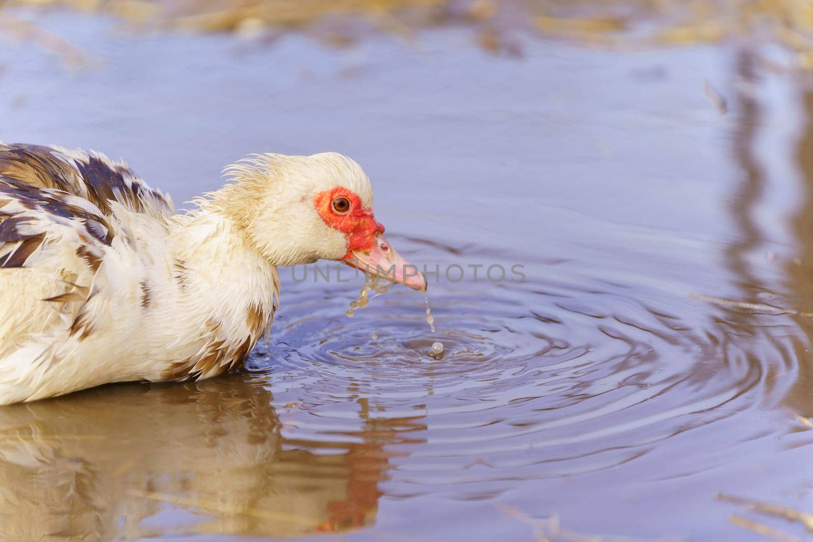 Muscovy ducks standing next to each other on a farm, selective focus