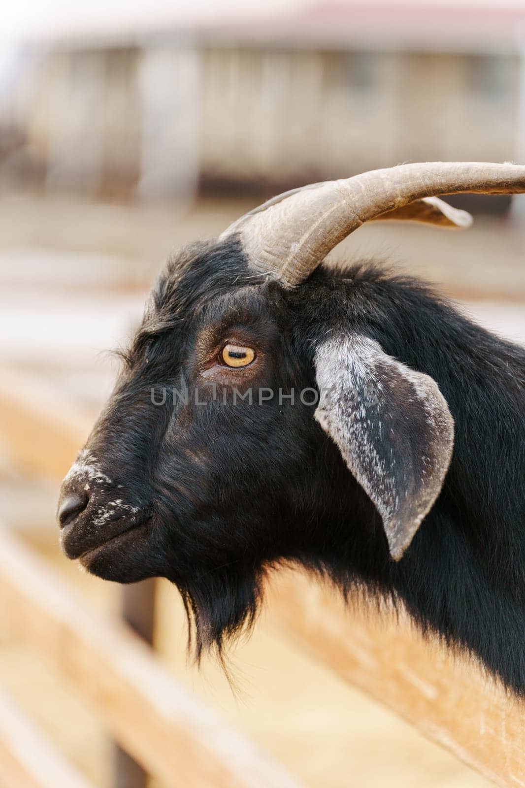 Close-up view of a curious goat surrounded by wooden fencing in a rustic pen. Vertical photo