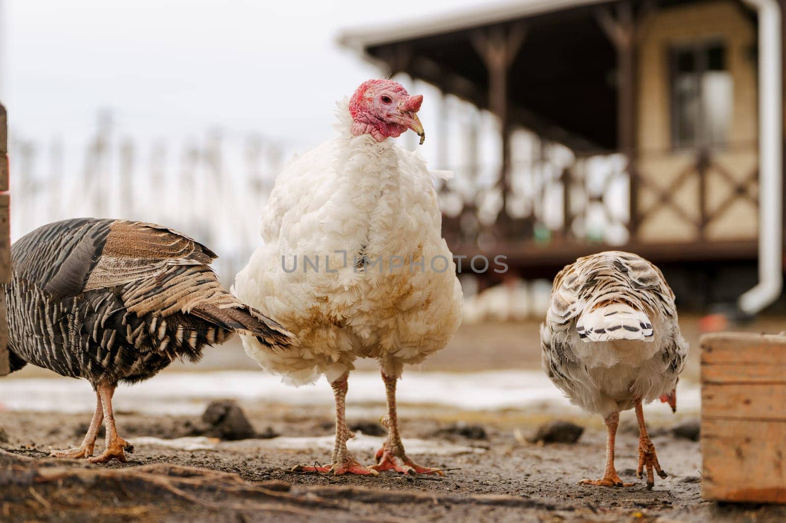 Domestic turkey confidently strides across the terrain of a farmyard rural life.