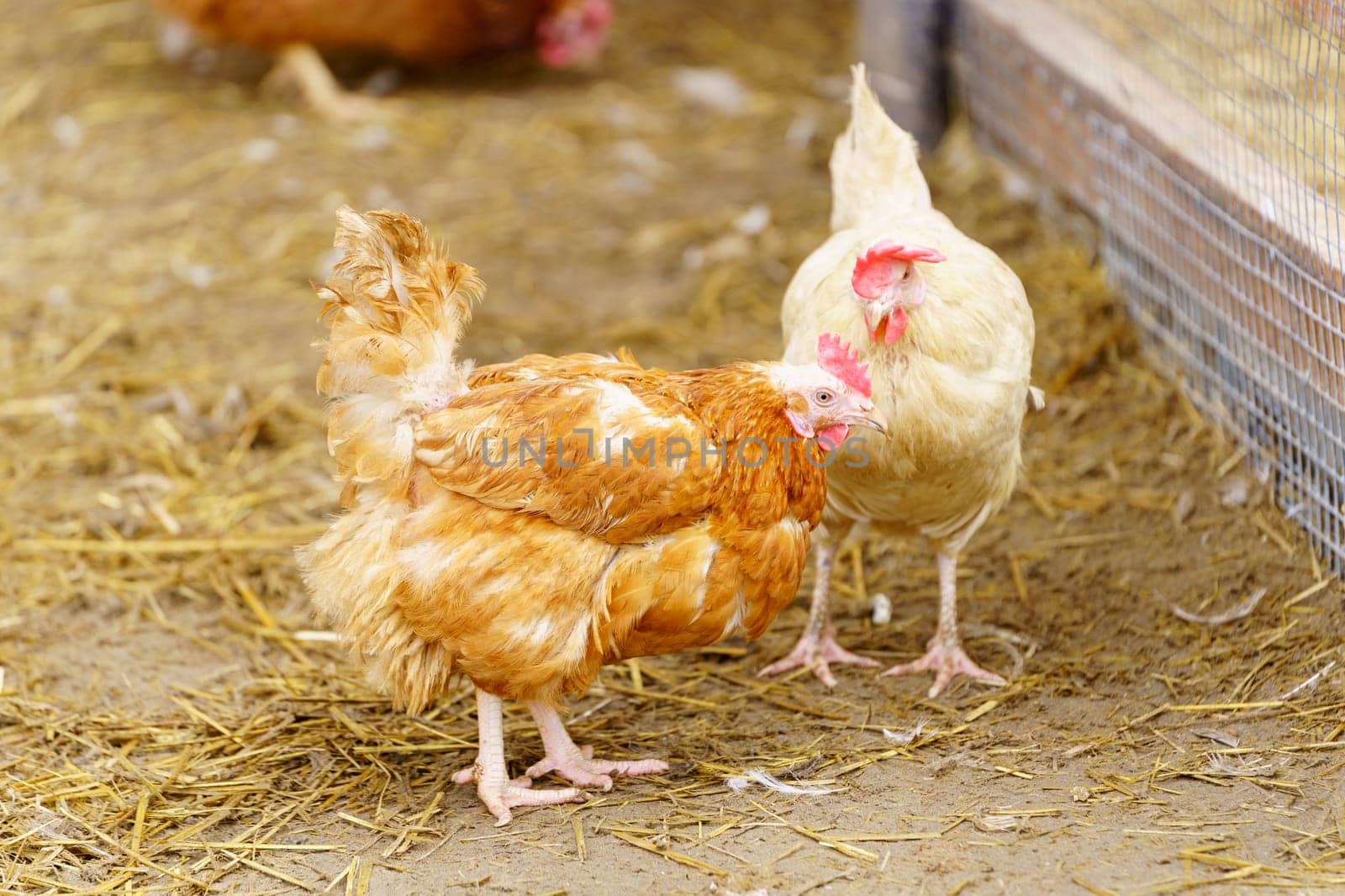 Group of chickens standing in a row, each clucking and pecking at the ground.