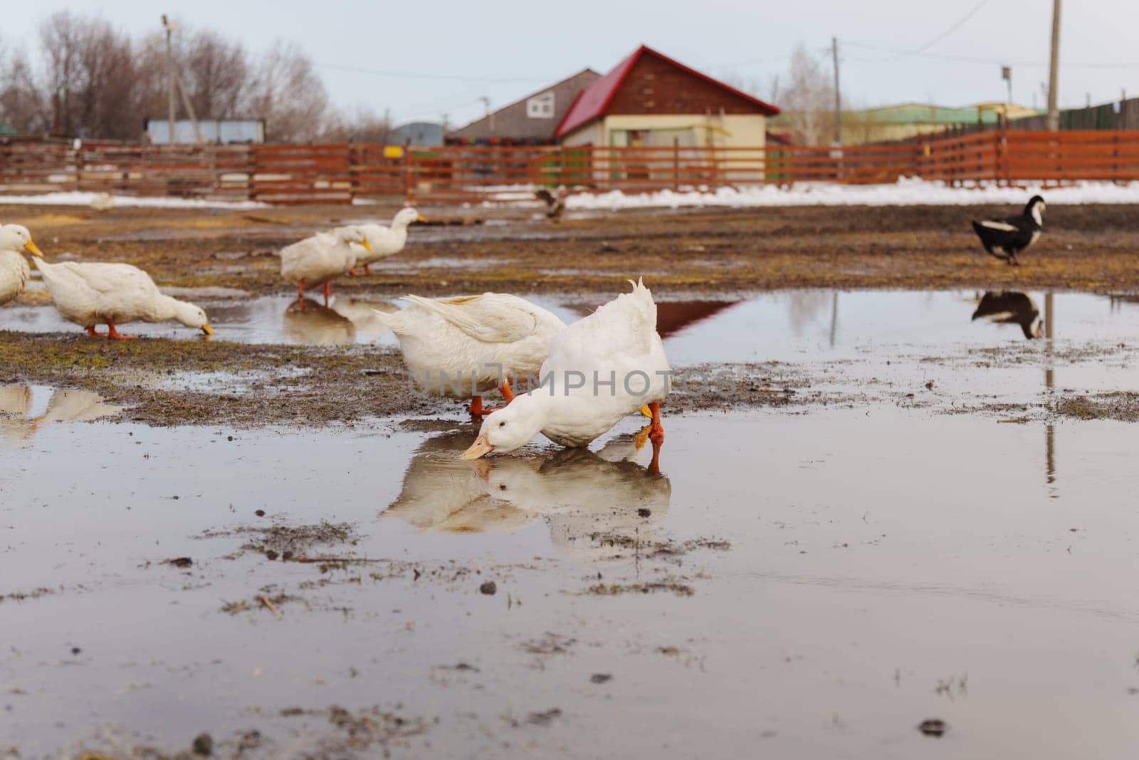 White ducks elegantly stand atop a moist ground, exuding peace and tranquility in their surroundings.