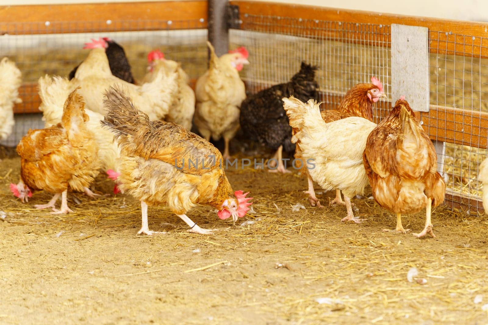 Group of chickens standing in a row, each clucking and pecking at the ground.