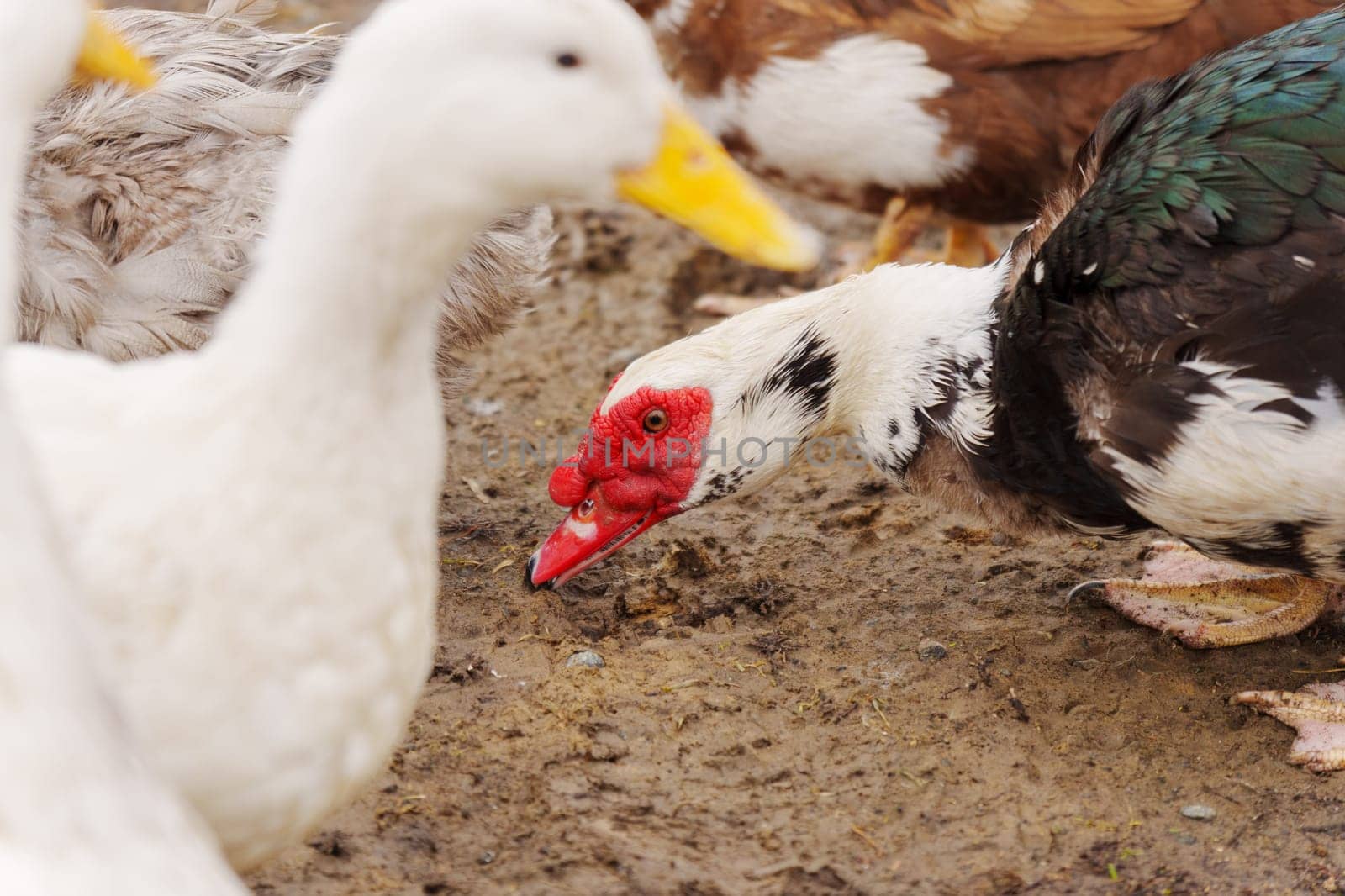 Muscovy ducks standing next to each other on a farm, selective focus