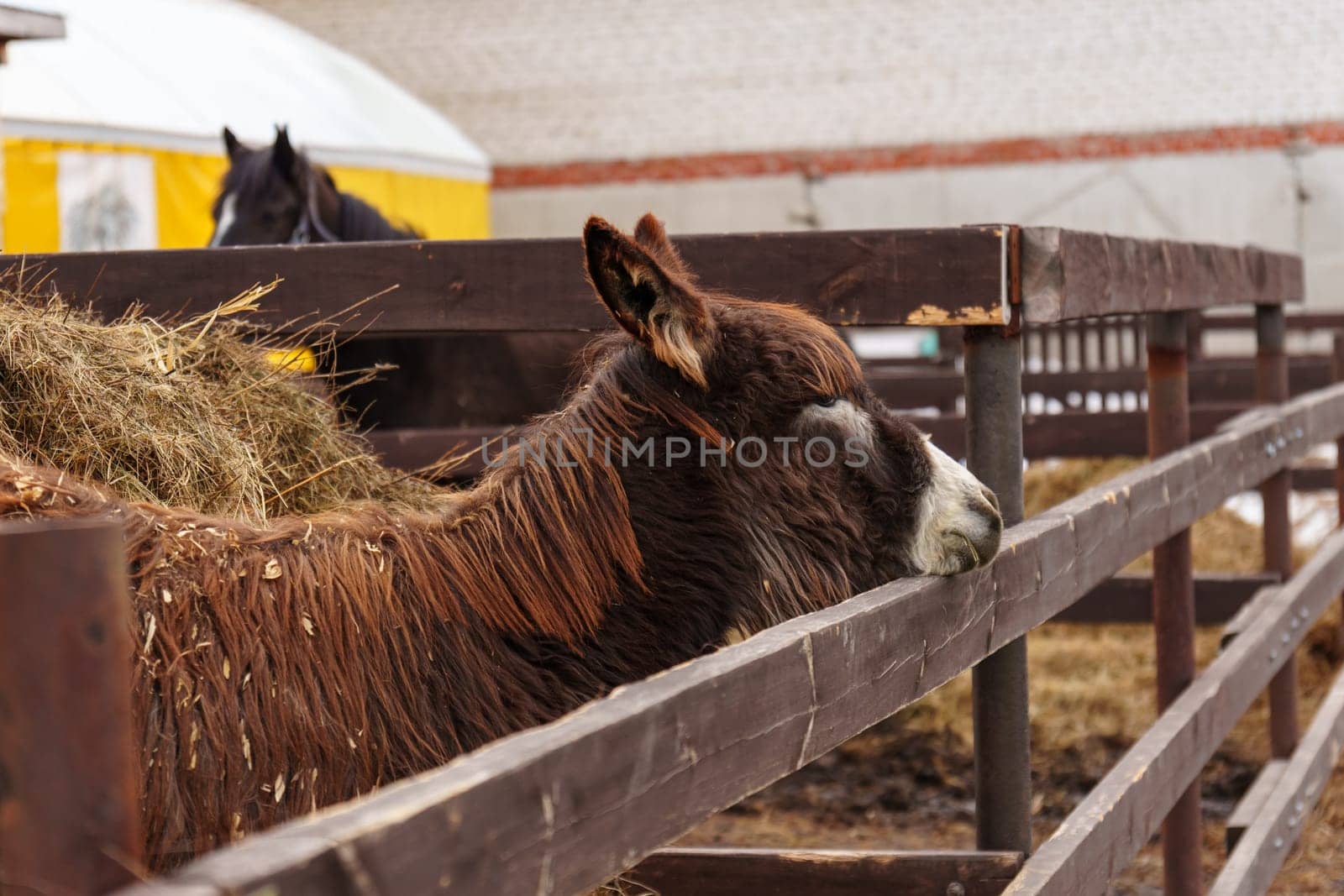 Donkey standing together on a mound of golden hay, munching on the nutritious feed.