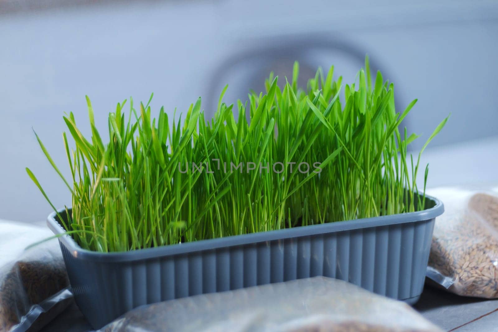 Container filled with vibrant green grass sits on top of a sturdy table.