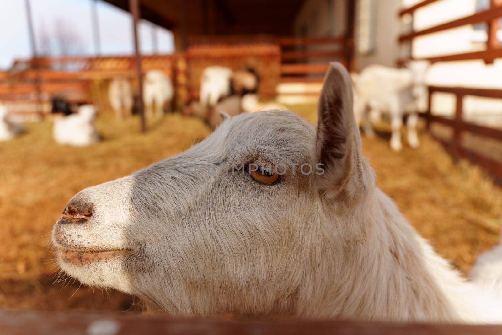 Goat close up stands gracefully on a tall pile of golden hay, surveying its surroundings with curiosity and poise.