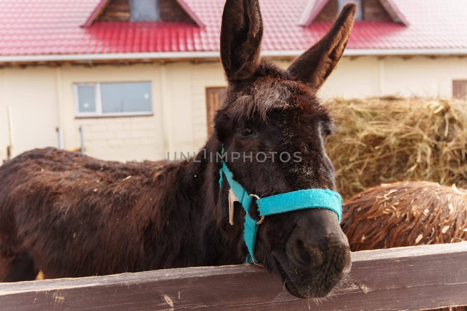 Donkey on a farm curiously sticking its head over a wooden fence, observing its surroundings.
