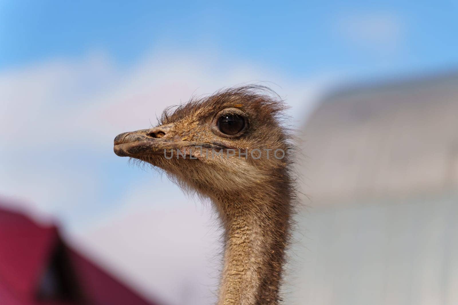 Ostriches stand close up, their long necks gracefully teaching towards the sky.